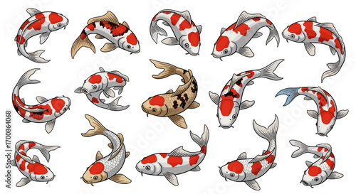 A collection of koi fish swimming in various directions and orientations