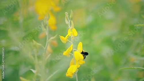 A carpenter bee is flying to a yellow flower in a field on a sunny day