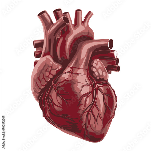 Detailed Anatomical Illustration of a Human Heart Depicting Arteries and Veins in Deep Red Tones on a White Background