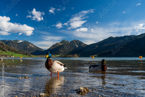 Stockenten am Ufer des Schliersees mit Bergpanorama – Frühlingsstimmung in Oberbayern