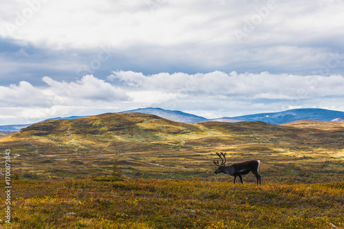 Majestic Reindeer Grazing in Autumn Tundra Landscape with Rolling Hills and Soft Cloudy Sky
