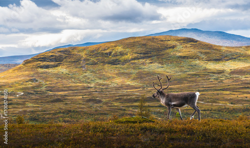 Majestic Reindeer Grazing in Autumn Tundra Landscape with Rolling Hills and Soft Cloudy Sky