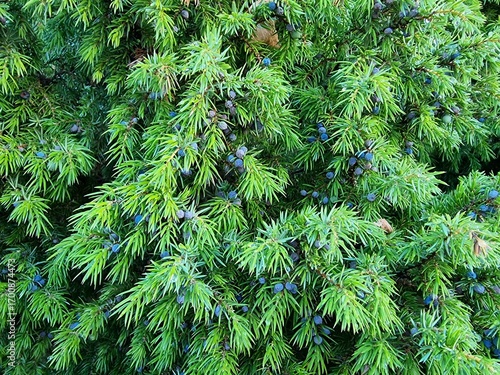 Frische Wacholderbeeren an einem Heide-Wacholder, in der Nemitzer Heide, Wendland, Deutschland 