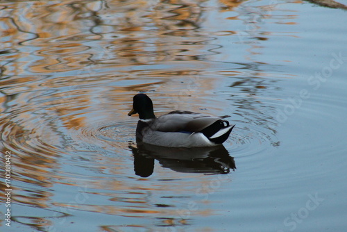 male mallard duck swimming in a river at dusk. The scene captures the calm water, soft evening light, and natural wildlife atmosphere.