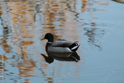 male mallard duck swimming in a river at dusk. The scene captures the calm water, soft evening light, and natural wildlife atmosphere.