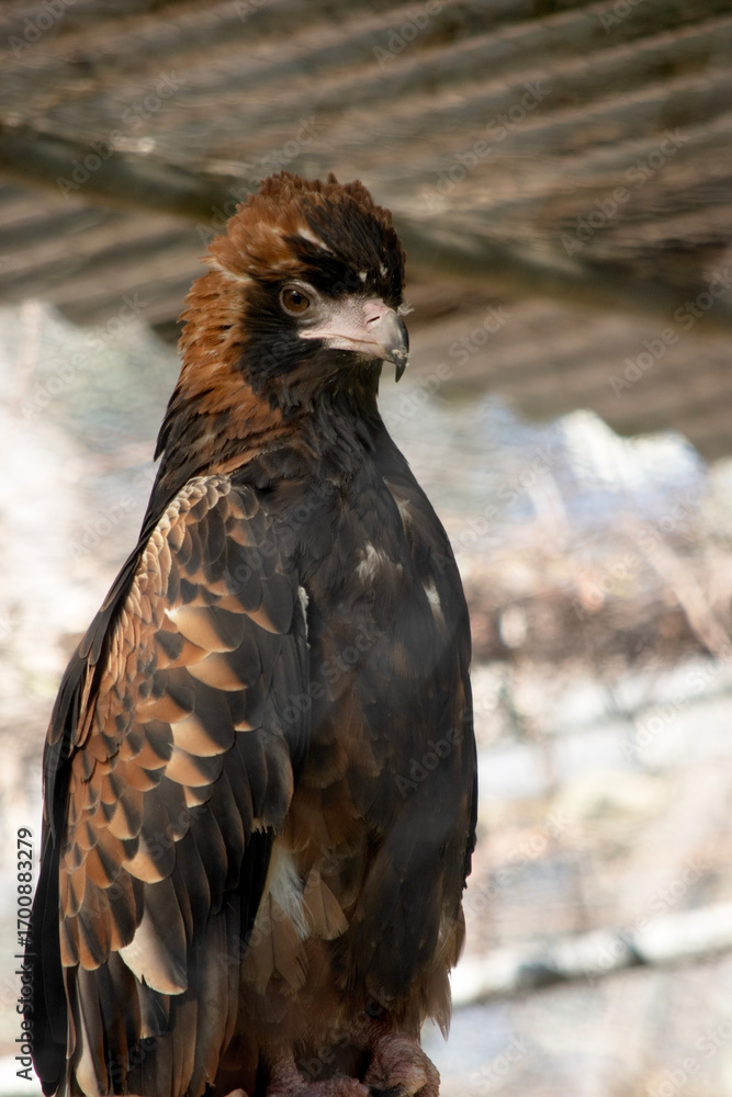 Fototapeta premium this is a close up of a black breasted buzzard