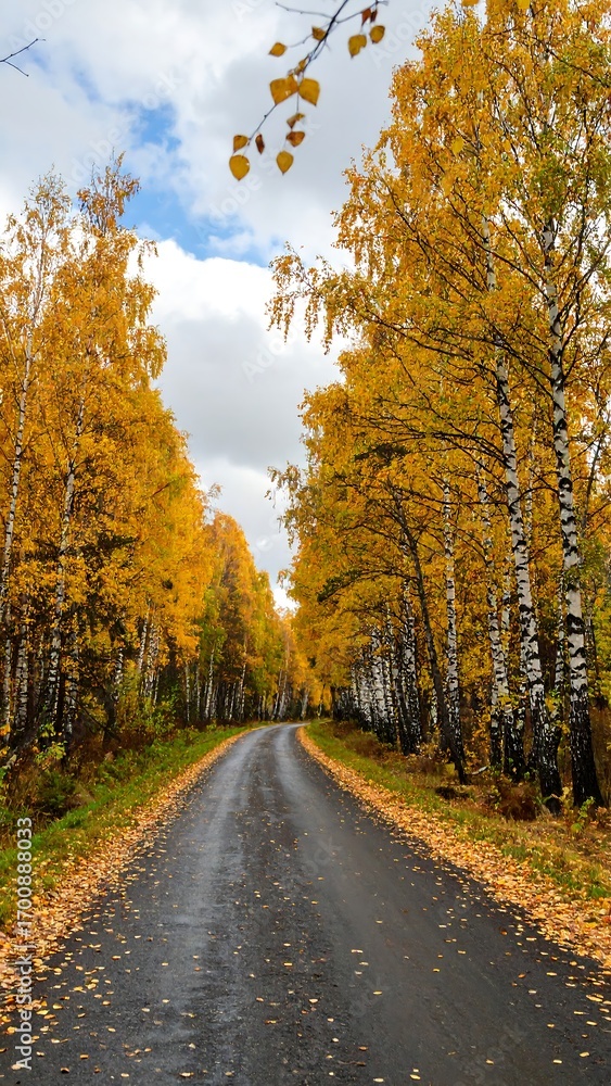 Fototapeta premium Autumn road through golden trees (3)