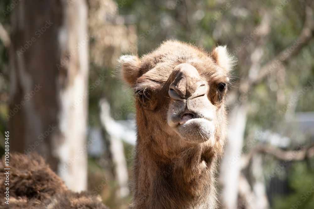 Fototapeta premium this is a close up of a camel