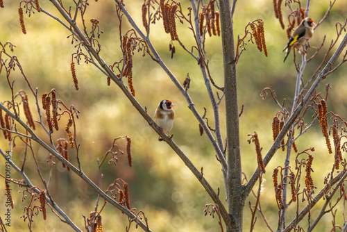 Photography European Goldfinch (Carduelis carduelis) in Dublin (Ireland)