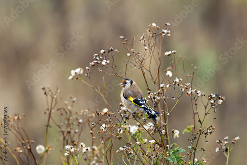 Photography European Goldfinch (Carduelis carduelis) in Dublin (Ireland)