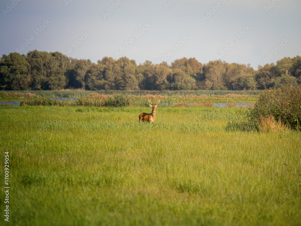 Naklejka premium hirsch reh auf feld