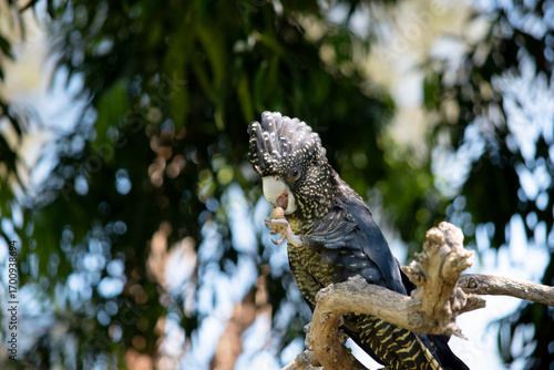 females have yellow spots on the head, neck and wings, and orange-yellow barring on the breast and undertail. Both sexes have dark brown eyes and brown-grey ..