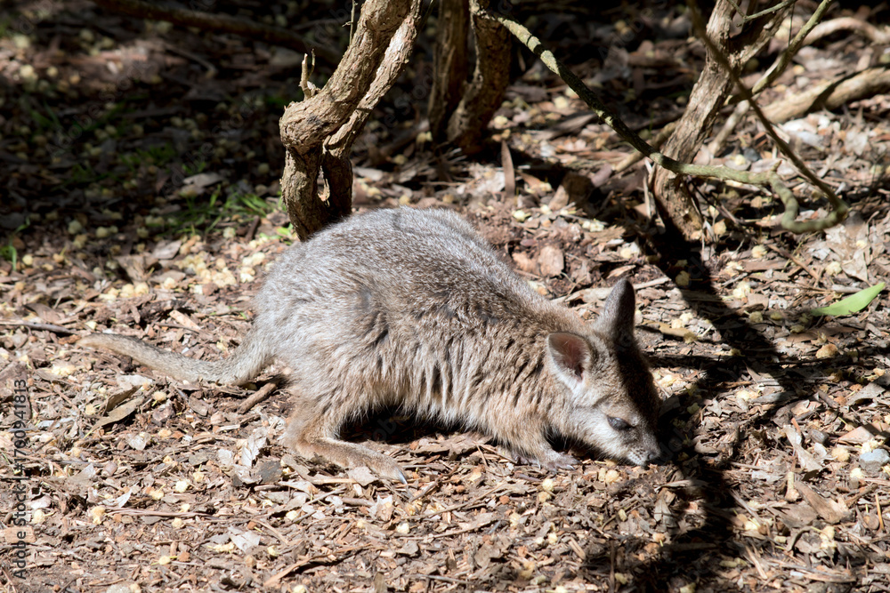 Naklejka premium the joey wallaby is exploring his surroundings