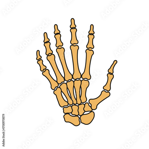 Anatomical skeleton hand illustration featuring detailed bone structure and a spooky halloween vibe for graphic projects