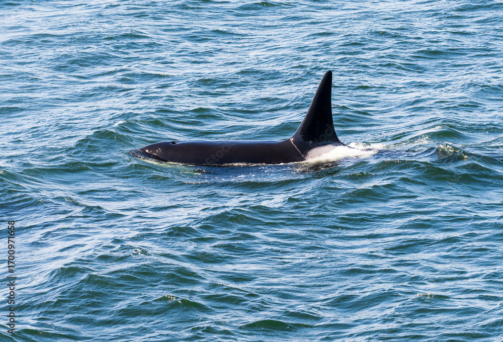 Fototapeta premium One male orca whale swimming among the San Juan Islands in Salish Sea off Anacortes in Washington