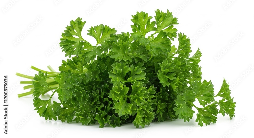 Fototapeta premium Fresh curly parsley bunch with vibrant green leaves isolated against a clean white background, perfect for culinary themes and healthy eating visuals .