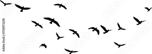 Flying birds silhouette, flock of birds, nature, migration, sky, freedom, wildlife, bird formation, wild animals, outdoor, flight, group