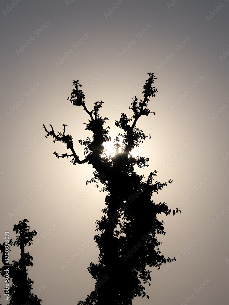 Fototapeta premium sorrel-tree--silhouette
