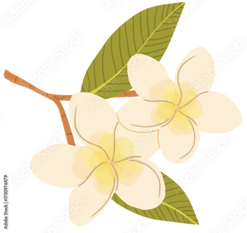 Two white flowers with yellow centers are on a leaf fragipani illustration vector essential oil plant
