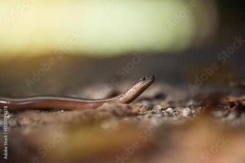 Close-up of a slow worm Anguis fragilis, legless lizard crawling on the ground in natural habitat