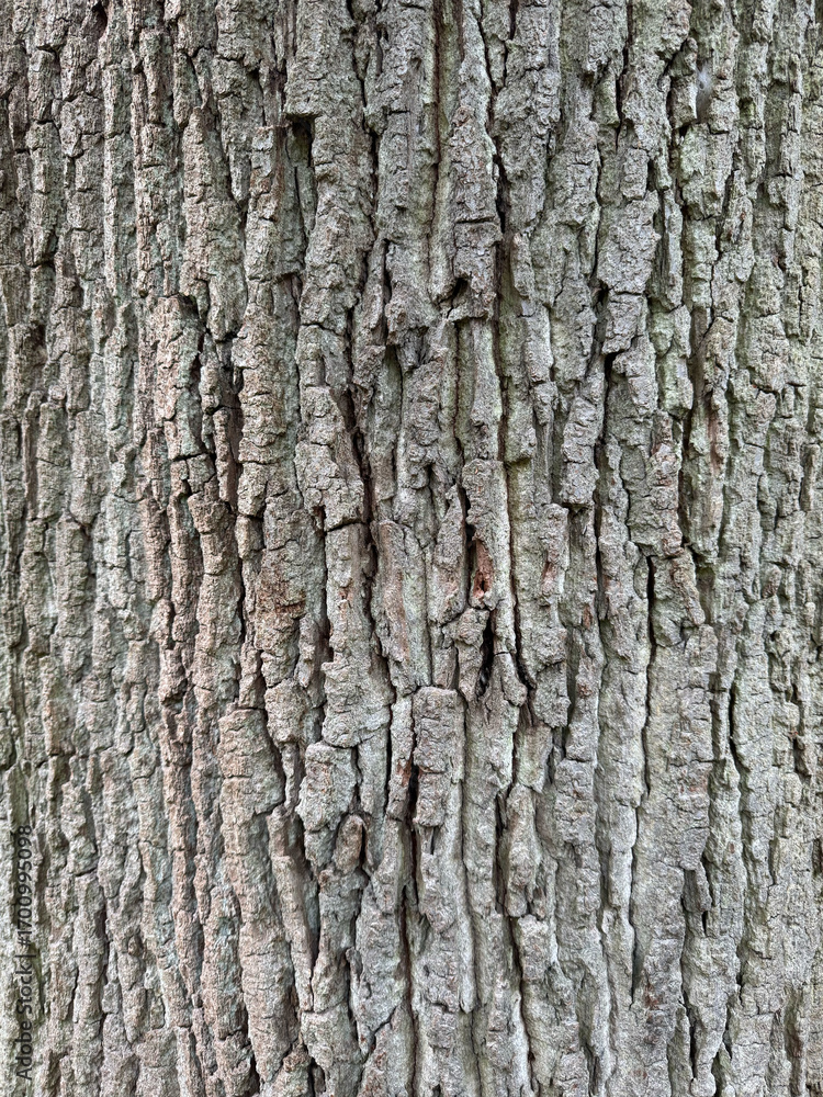Fototapeta premium Rinde eines älteren Eichenbaums