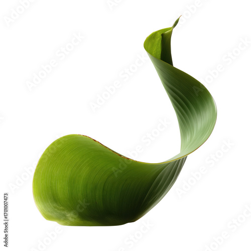 A graceful, single green leaf elegantly curls and twists, showcasing its vibrant texture and form, offering a minimalist aesthetic of natural beauty.
