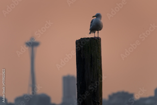 A seagull in front of the Spaceneedle