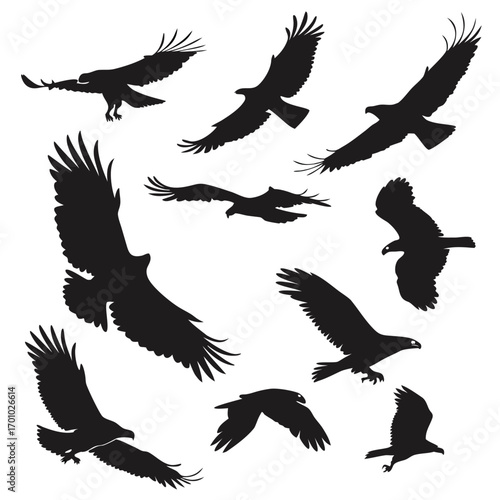 Collection of silhouetted birds of prey in various flight poses against a white background