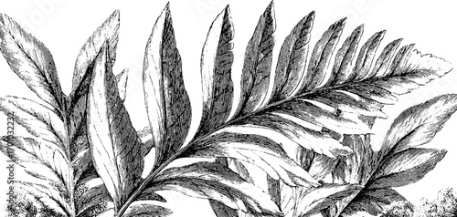 Vintage hand drawn fern leaves engraving for retro nature design