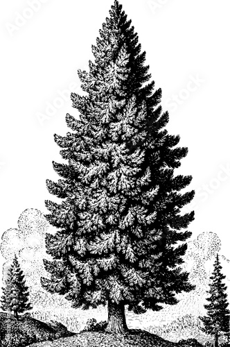 Vintage engraving style illustration of a majestic fir tree for nature and design concepts