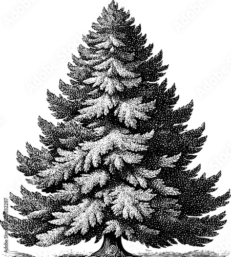 Vintage engraving style illustration of fir tree for nature-themed designs