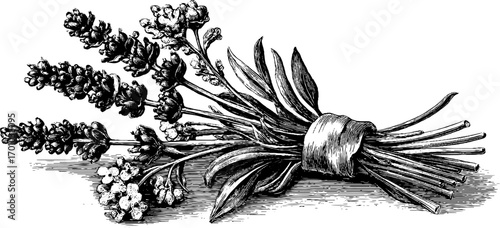 Vintage lavender bouquet illustration in engraving style for design and print