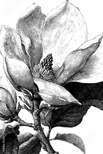 Vintage hand drawn magnolia flower in engraving style for design and decor