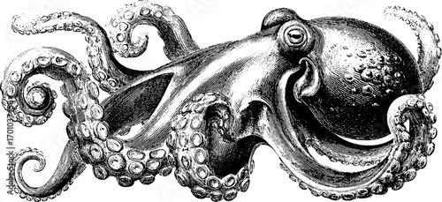 Vintage engraving style illustration of an octopus in intricate detail