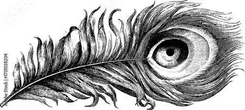 Ornate vintage peacock feather engraving for retro design and decoration