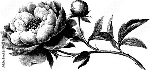 Vintage botanical illustration of peony flower in engraving style