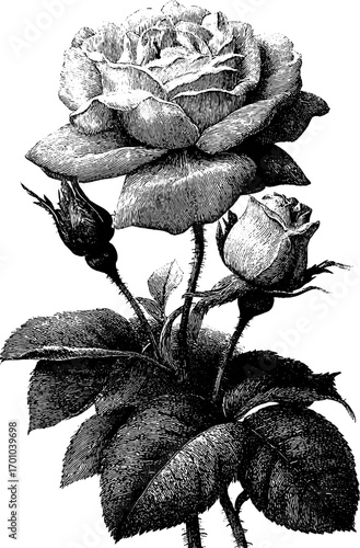Vintage hand-drawn engraving of a rose with buds - retro floral design