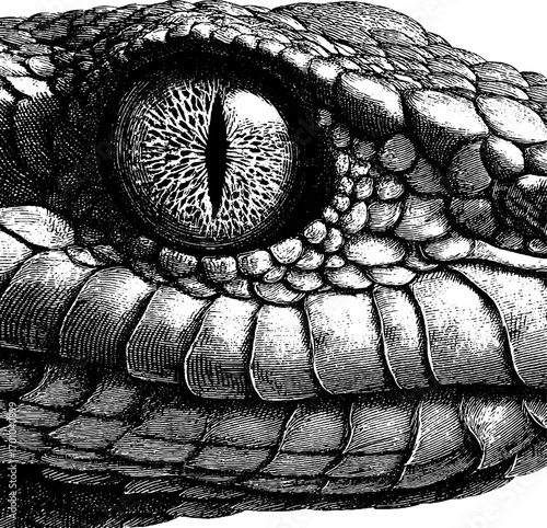 Intricate vintage engraving of snake eye with scaly texture