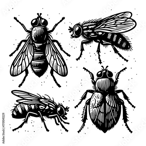 Detailed Collection of Various Flying Insect Bugs Flies Black and White Outline Line Art Drawing Set