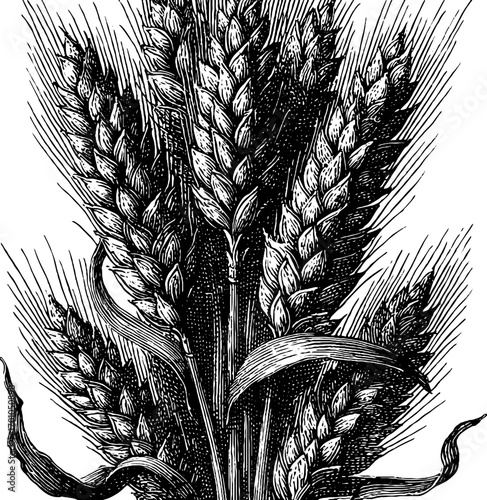 Vintage style engraving of wheat ear for design and posters