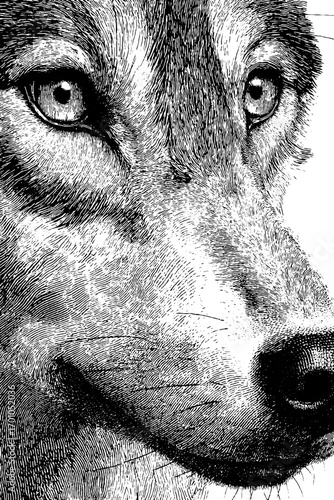 Intricate vintage engraving of a wolf muzzle