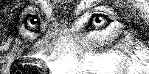 Vintage hand-drawn sketch of wolf muzzle in engraving style