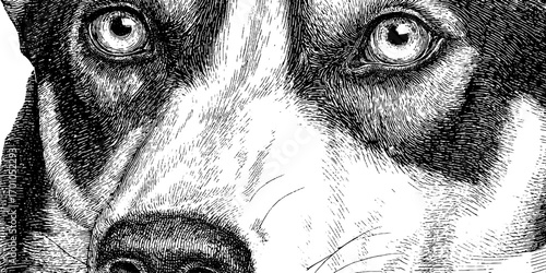 Intricate vintage engraving style illustration of wolf muzzle for wildlife art and design