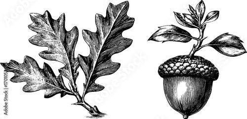 Vintage engraving style illustration set of acorn and oak leaves for botanical art and design