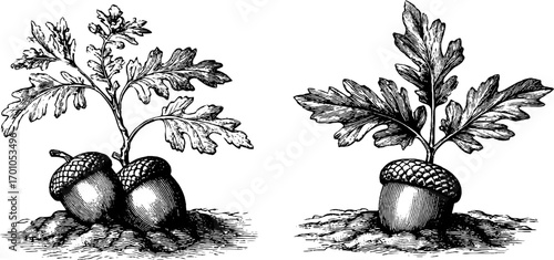 Vintage engraving style illustration of acorn and oak seedlings for design and decor