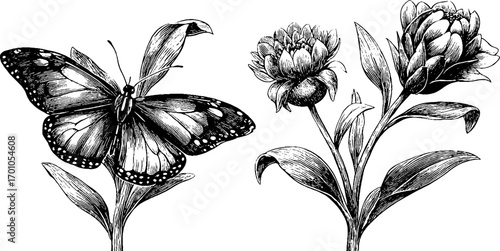 Vintage engraving style of butterfly and flowers silhouette for retro design