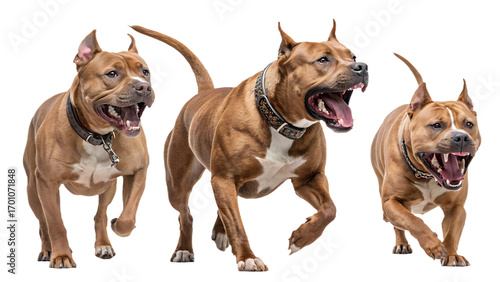 Attack Stance Pitbull PNG Set – Realistic Aggressive Dog Illustrations, Guard Dog Poses, Transparent Background