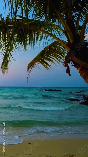 palm tree on the beach
