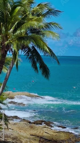 palm trees on the beach