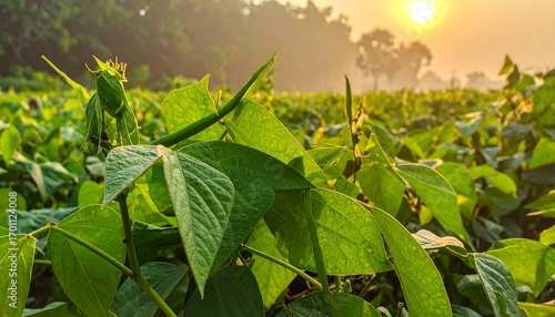Wallpaper Mural Lush green bean plants thrive in a sun-drenched field, showcasing vibrant foliage and budding pods. Torontodigital.ca